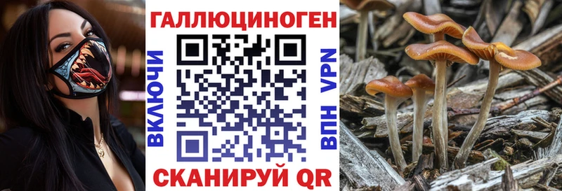 дарнет шоп Гудермес Псилоцибиновые грибы мухоморы